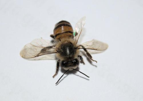 Cape bee (Apis mellifera capensis) - Photo Taken in eMalahleni, Mpumalanga - 11 January 2012