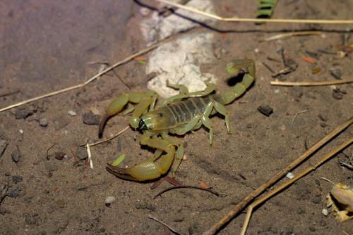 Kalahari Burrower (Opistophthalmus wahlbergii) - Photo Taken near Ghanzi, Botswana - 18 December 2018