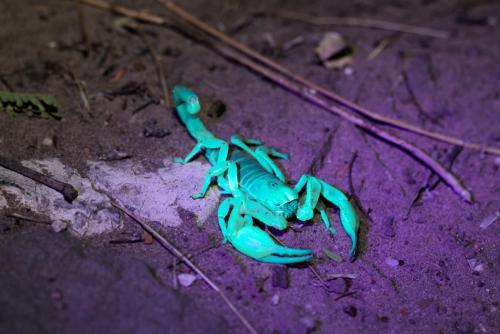 Kalahari Burrower (Opistophthalmus wahlbergii) Under UV Light - Photo Taken near Ghanzi, Botswana - 18 December 2018