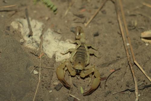 Kalahari Burrower (Opistophthalmus wahlbergii) - Photo Taken near Ghanzi, Botswana - 18 December 2018