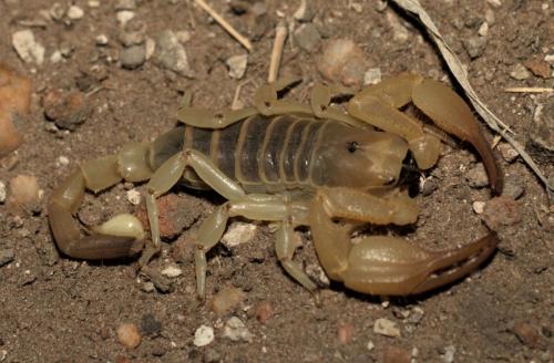 Kalahari Burrower (Opistophthalmus wahlbergii) - Photo Taken near Ghanzi, Botswana - 23 December 2018