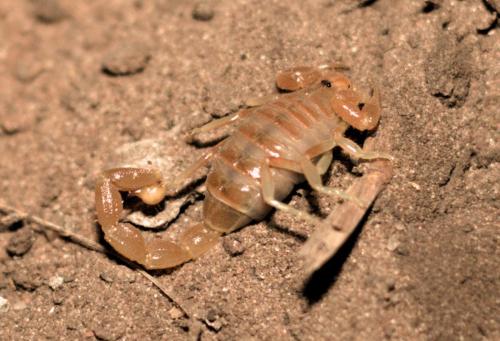 Juvenile Kalahari Thicktail (Parabuthus raudus) - Photo Taken near Ghanzi, Botswana - 24 December 2018