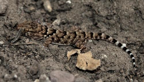 Fischer's Thick-toed Gecko (Chondrodactylus laevigatus) - Photo Taken near Ghanzi, Botswana - 26 December 2018