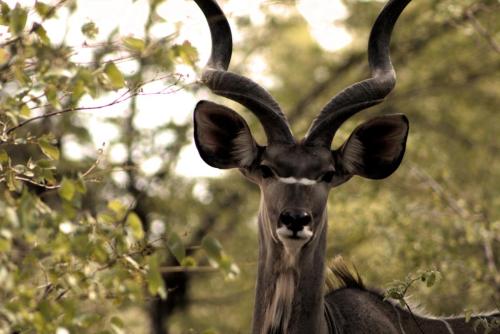Greater Kudu (Tragelaphus strepsiceros) - Photo Taken near Chobe, Botswana - 28 December 2018