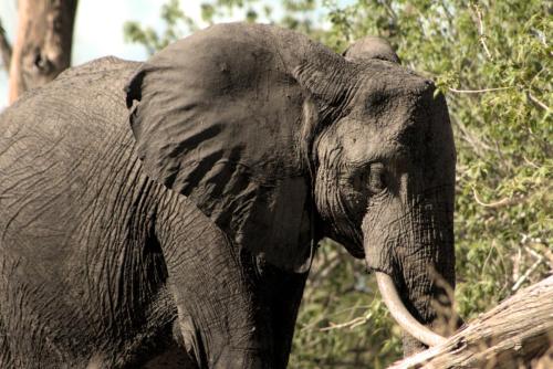 African Plains Elephant (Loxodonta africana) - Photo Taken near Chobe, Botswana - 28 December 2018