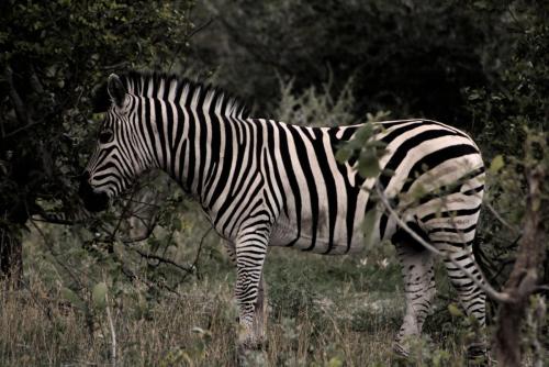Plains Zebra (Equus quagga) - Photo Taken near Chobe, Botswana - 28 December 2018