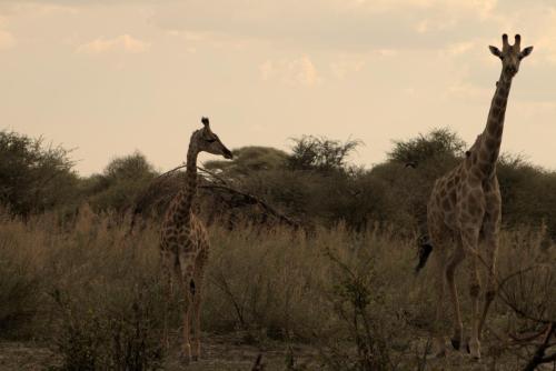 South African Giraffe (Giraffa giraffa) - Photo Taken near Chobe, Botswana - 28 December 2018