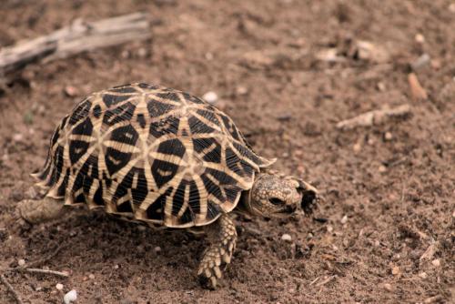 Geometric Tortoise (Psammobates geometricus) - Photo Taken near Ghanzi, Botswana - 31 December 2018