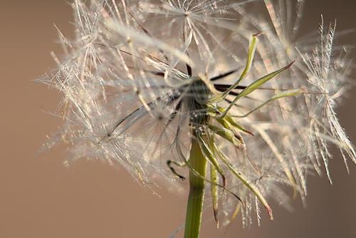 Dandelion Seed - Photo Taken in Middelburg, Mpumalanga - 17 January 2019