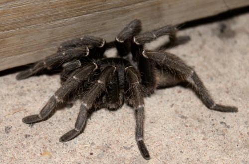 Baboon Spider (Theraphosidae) - Photo Taken near Ghanzi, Botswana - 31 December 2018